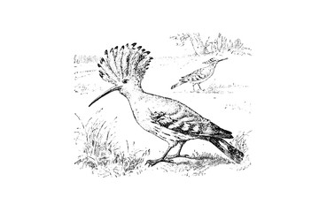 Fototapeta na wymiar HOOPOE (Upupa epops) - Vintage Engraved Illustration 1889