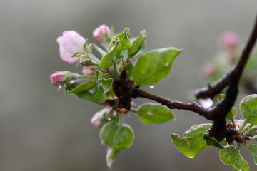 branch of apple blossom tree