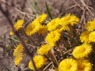 Yellow coltsfoot flowers bloom against the background of dry last year's grass. Buds of the first spring flowers.