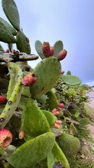 A lot of cacti, large cacti in Morocco © Agnieszka