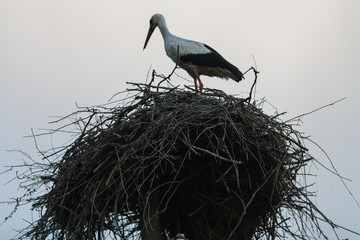 Stork in his nest in the village