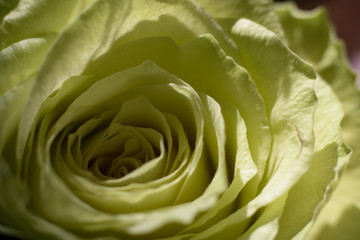 closeup of light green rose