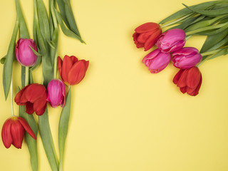 Fresh tulips from the garden on a yellow background.