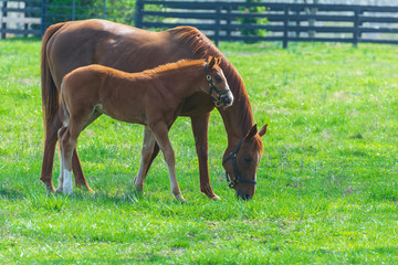 Mare and foal