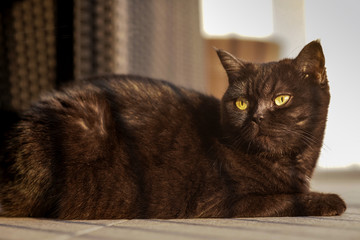 portrait of a cat. cute brown brown scottish cat basking in the sun on a terrace