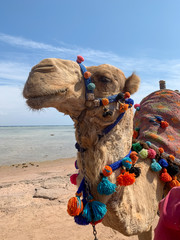 Camel in Egypt