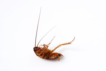 Cockroaches,Dead cockroaches isolated on white with clipping path  