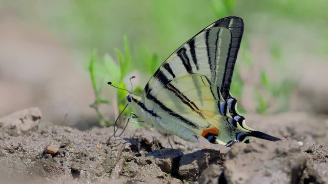 Scarce Swallowtail (Iphiclides podalirius) in natural habitat in spring