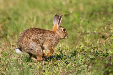Naklejka na ściany i meble Wild cute Easter bunny is running on grass