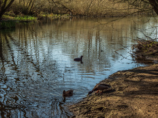 OLYMPUS DIGITAL CAMERA - WALKING THE DOG 