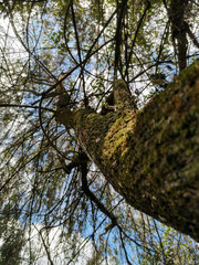 tree in the park
