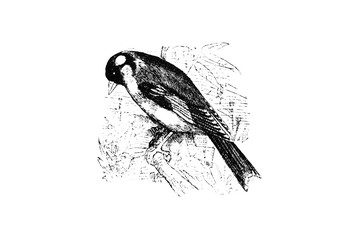 GOLDFINCH (Fringilla carduelis) - Vintage Engraved Illustration 1889