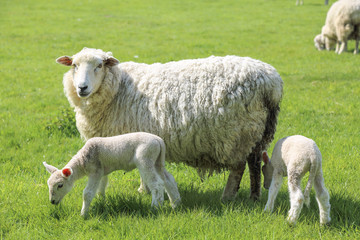Sheep family in the countryside