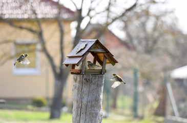 The Great Tit (Parus major), little birds flying around the feeder in the garden, Czech republic, Europe.
