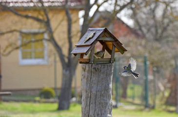 The Great Tit (Parus major), little birds flying around the feeder in the garden, Czech republic, Europe.