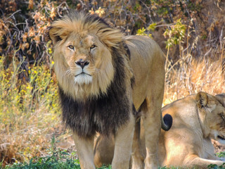 Sad animals deprived of their freedom in a zoo