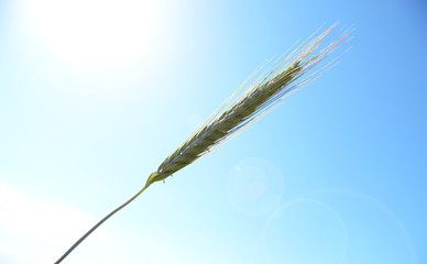 green wheat spike