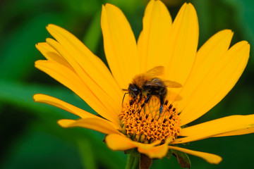 Selective focus. Bumblebee is collecting nectar from echinacea flower growing in the garden.Close-up.