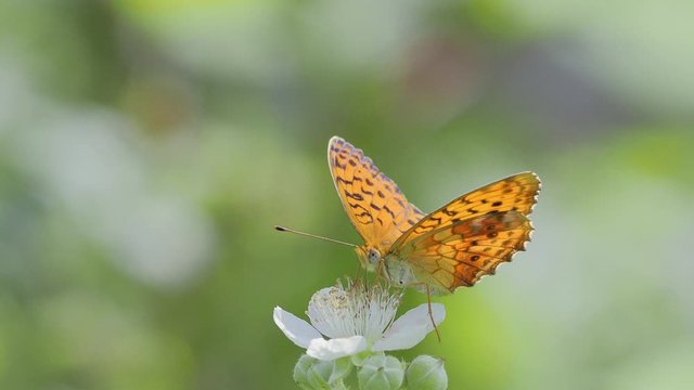 butterfly in natural habitat (argynnis pandora)