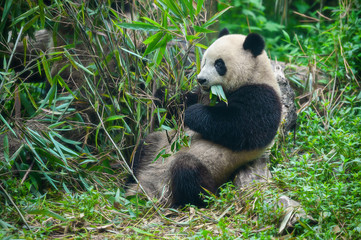 Cute giant panda bear eating bamboo