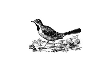 WAGTAIL (Motacilla flava) - Vintage Engraved Illustration 1889