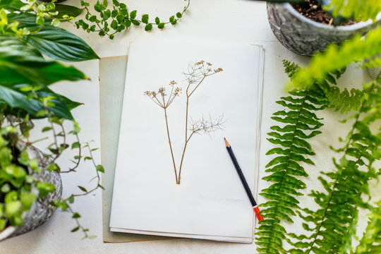 Herbarium And Plants