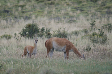 Female guanaco Lama guanicoe grazing with its cub.