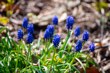 Spring blue flowers growing in forest