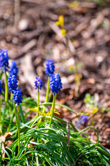 Spring blue flowers growing in forest