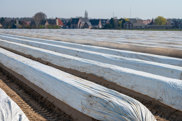 Fototapeta na wymiar White asparagus fields with soil beds covered with plastic film in spring