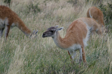 Guanacos Lama guanicoe grazing in a meadow.
