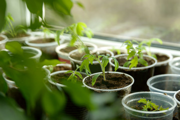 Young Seedling. Young seedlings growing on windowsill in plastic cup. New plants for planting in...