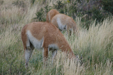 Guanacos Lama guanicoe grazing in a meadow.