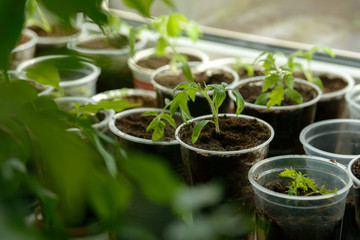 Young Seedling. Young seedlings growing on windowsill in plastic cup. New plants for planting in the garden. Sprouts of vegetables. Tomatoes, cucumbers, pumpkin and other crops.