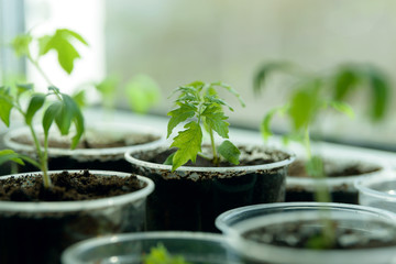 Young Seedling. Young seedlings growing on windowsill in plastic cup. New plants for planting in the garden. Sprouts of vegetables. Tomatoes, cucumbers, pumpkin and other crops.