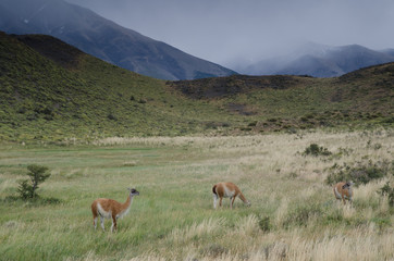 Guanacos Lama guanicoe in Torres del Paine National Park.