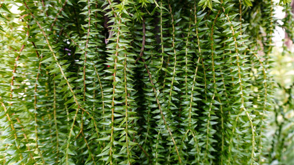 Beautiful and refreshing green leaves. Use as background.