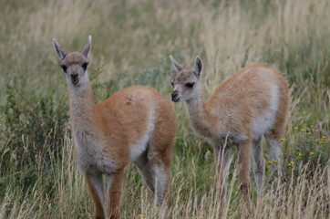Cubs of guanaco Lama guanicoe in a meadow.