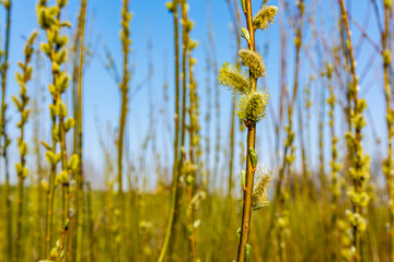 Male catkins on a willow (Salix sp.) in the afternoon spring sun. © gubernat