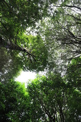 bosque arboles cielo 