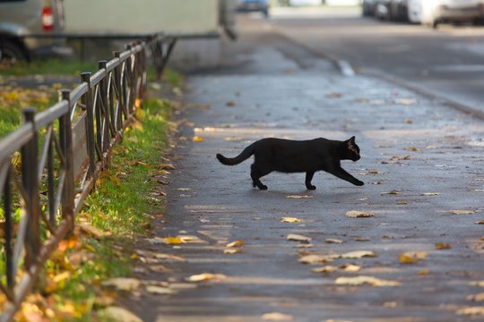 Black Cat Crossing Road