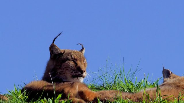 Eurasian Lynx outdoor; Wild animal hidden in nature habitat (lynx lynx)