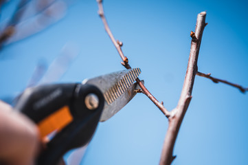 Farmer hand prunes and cuts branches of a tree in the garden with pruning shears or secateurs in...