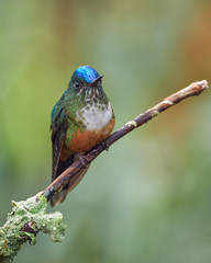 Hummingbird resting on a small branch