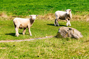sheep hill in New Zealand