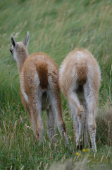 Cubs of guanaco Lama guanicoe in a meadow.