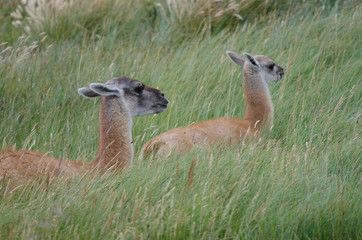Obraz premium Female guanaco Lama guanicoe with its cub resting.