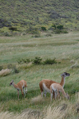 Female guanaco Lama guanicoe with its cubs.