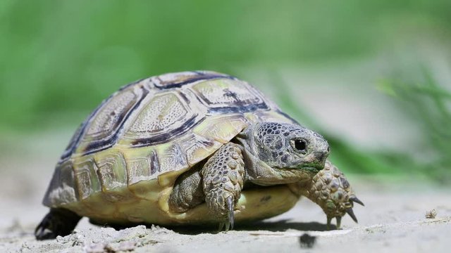 Spur thighed turtle (Testudo graeca) in natural habitat
