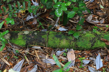musgo tronco bosque